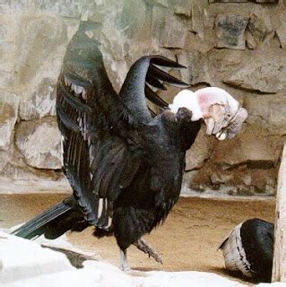 El Condor Andino y su Conservacion