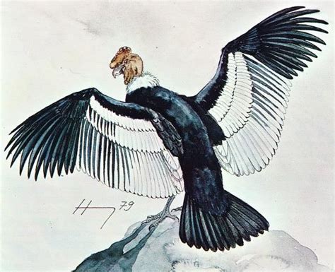 EL CÓNDOR | Condor de los andes, Condor dibujo, Animales geometricos