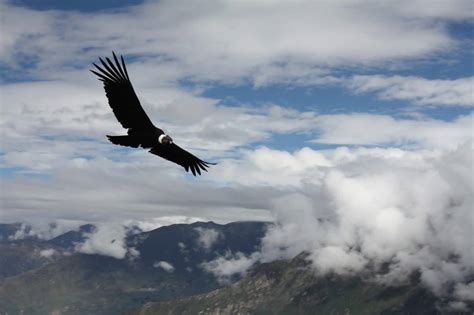 El cóndor de los andes, ave nacional | Absolut Viajes