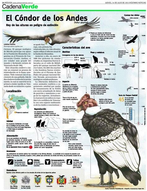 El cóndor de los Andes | Condor de los andes, Infografia de animales ...