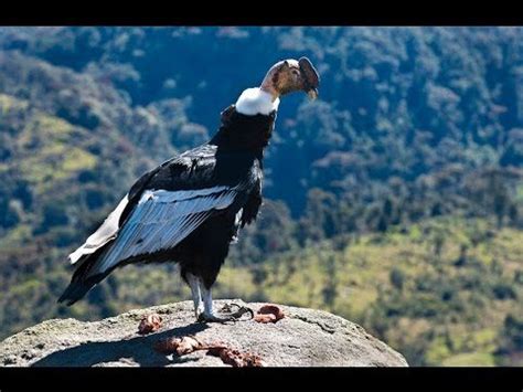 EL CONDOR DE LOS ANDES   Parque Puracé, Sur de Colombia   YouTube ...