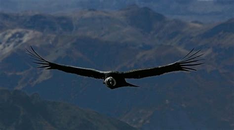 El cóndor de los Andes, una “máquina” súper eficiente capaz de volar 5 ...