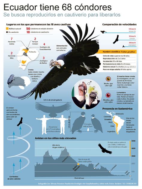 El cóndor en el Ecuador.: EL COMERCIO | Infografia de animales, Condor ...