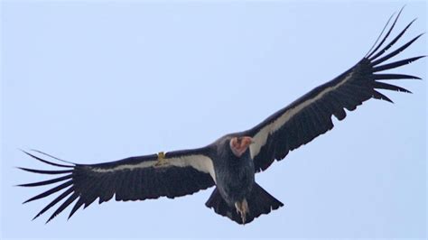 El condor es un ave que se encuentra presente en el escudo nacional