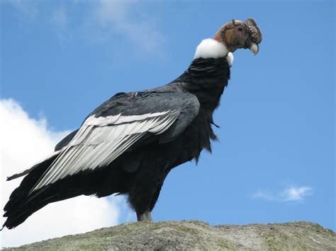 El condor, majestuosa ave andina......   Taringa!