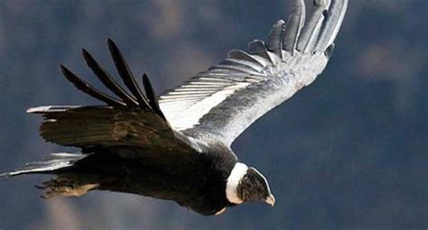 El cóndor: Un ave en peligro que sustenta la frágil relación con los ...