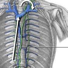 El conducto torácico linfático: anatomía. El sistema ...