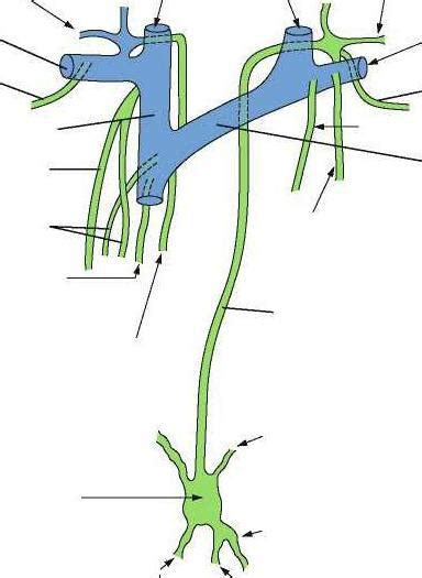 El conducto torácico linfático: anatomía. El sistema ...