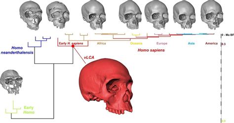 El cráneo del primer Homo Sapiens resulta ...