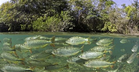 El CSIC halla peces con altos niveles de insecticidas en ...