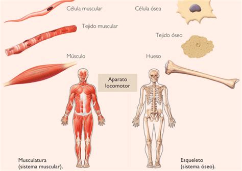 El Cuerpo Humano: El sistema óseo