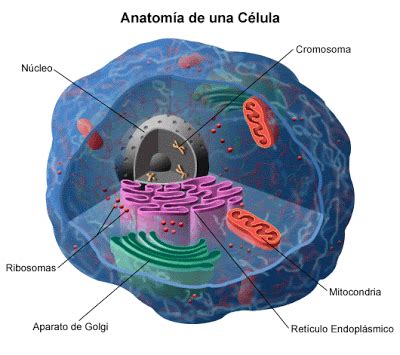 El Cuerpo Humano: la celula humana