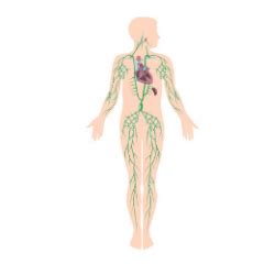 El Cuerpo Humano por Dentro: Órganos, Partes y Sistemas | ECH