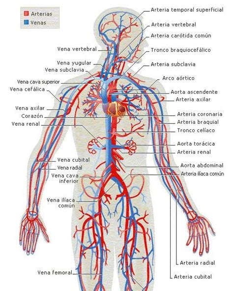 el cuerpo humano y sus partes: Aparato circulatorio