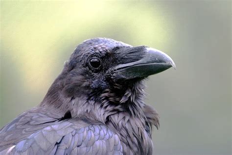 El cuervo. | Foto blog de Antonio Castro