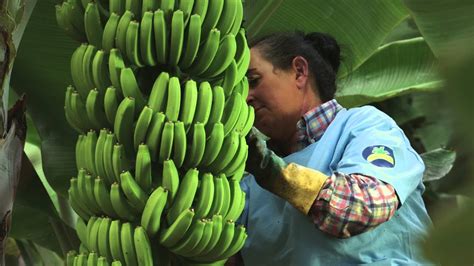El cultivo de Plátano de Canarias 180    YouTube