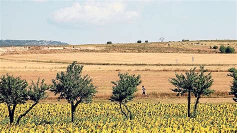 El cultivo de secano dispara las hectáreas de girasol en ...