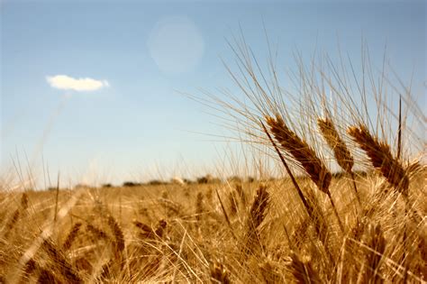 El cultivo de trigo deberá adaptarse al cambio climático por el riesgo ...