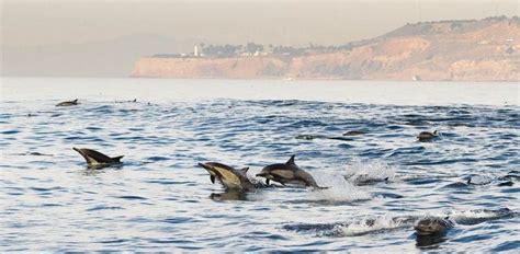 El delfín | Características, alimentación, hábitat ...