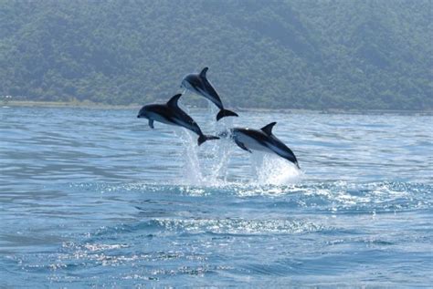 El delfín | Características, alimentación, hábitat ...