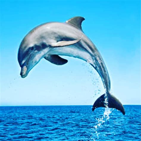 EL DELFIN  EL Delfín es el tótem de la alegría. El ...