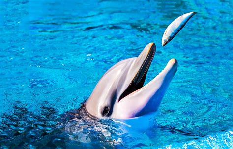 El delfín explicado para niños: características, vida y más