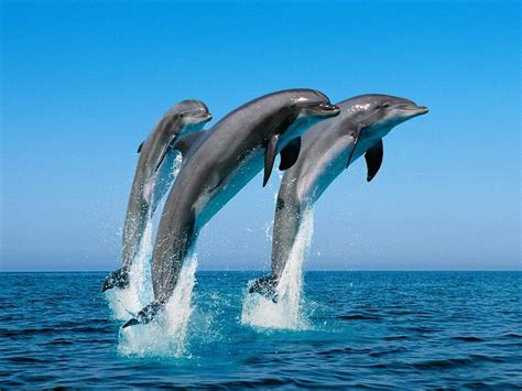 El Delfín   Fotos, Características, Inteligencia, Hábitat ...