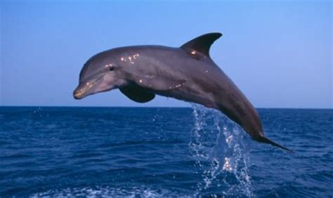 El delfín | Informacion sobre animales