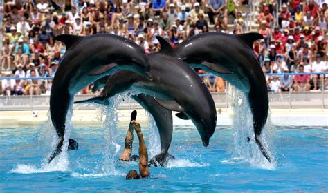 El delfín mular, la especie marina más inteligente | Zoo ...