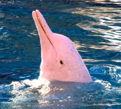 El delfin rosado amazonico: una criatura legendaria de la ...