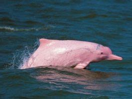 El delfín rosado del amazonas está en peligro de extinción ...