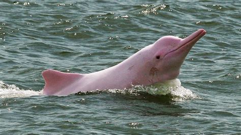 El Delfín Rosado del Amazonas | Perú Info