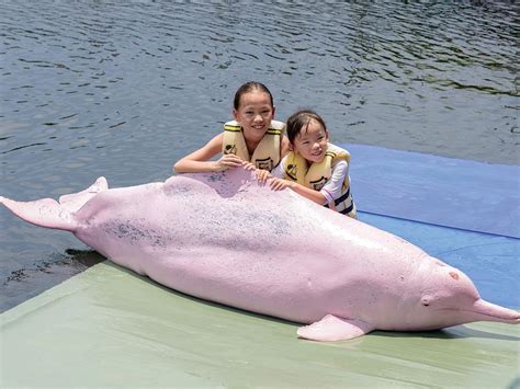 El delfín rosado, en peligro | El Diario Ecuador