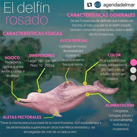El Delfín Rosado #Infografía #infographic #Repost ...