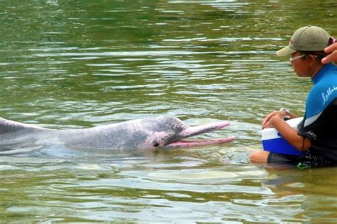 El delfín rosado podría extinguirse por ser utilizado como ...
