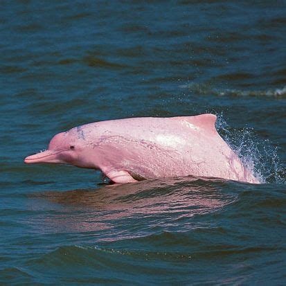 El delfín rosado se encuentra en los ríos Orinoco y el ...