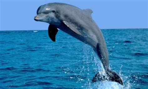 El delfín | Toda la informacion sobre animales