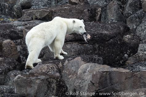 El Descanso del Escriba: Osos polares en Islandia