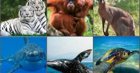 El Día : 10 Animales que estan en peligro de extinción