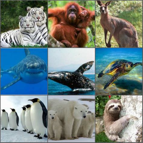 El Día : 10 Animales que estan en peligro de extinción