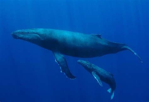 El diario de Chon: Todavía hay esperanza para las ballenas