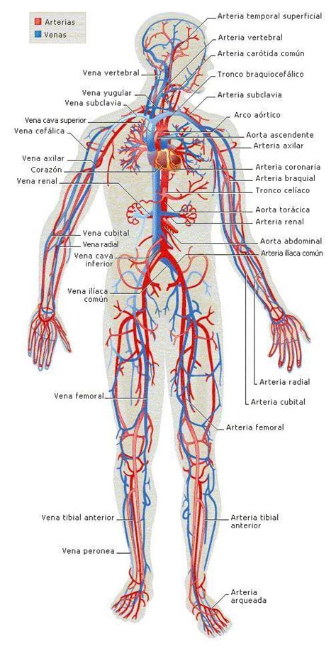 el dibujo del sistema circulatorio y sus partes   Brainly.lat