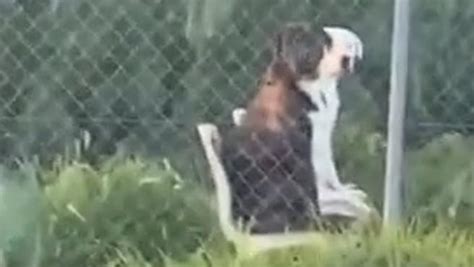 El divertido vídeo de dos perros sentados en sillas de ...