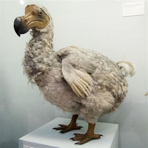 El dodo y su lamentable historia de extinción   Marcianos