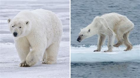 El dramático #10yearchallenge del cambio climático