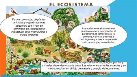 El ecosistema
