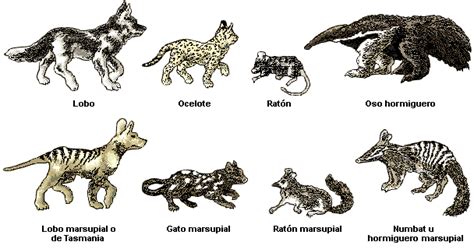 el encanto de la biologia: Evolución