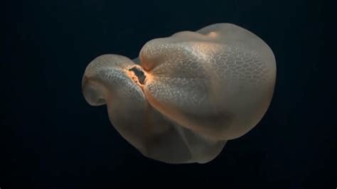 El enigmático animal marino que parece una bolsa de plástico
