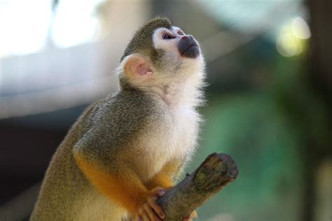 El escurridizo mono capuchino se deja ver, pero burla a la autoridad