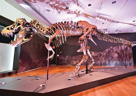El esqueleto de un Tyrannosaurus Rex será subastado por más US$8 ...